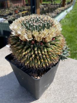 Mammillaria vagaspina